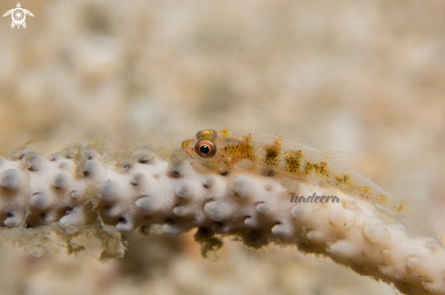 A Goby