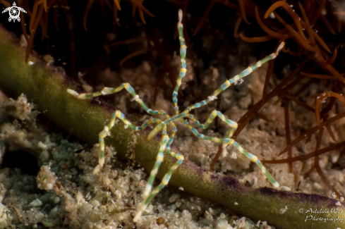 A Pantopoda | Sea Spider