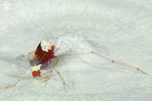 A Popcorn shrimps