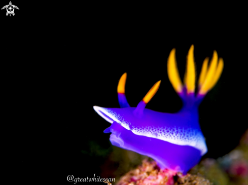 A Hypselodoris apolegma | Nudibranch