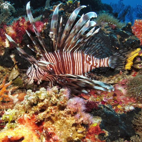 A Lion fish