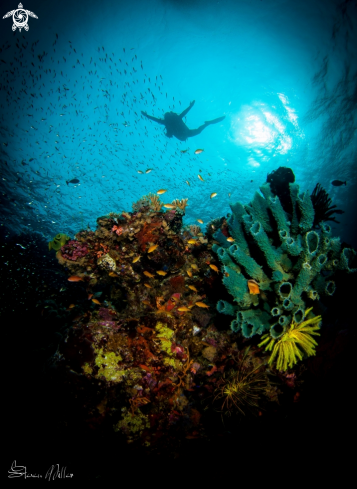 A Wakatobi reef scene