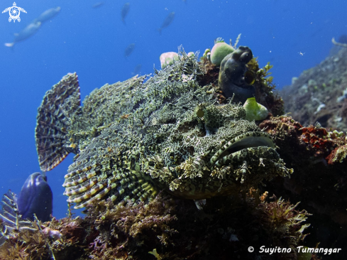 A Scorpaenidae | Scorpionfish