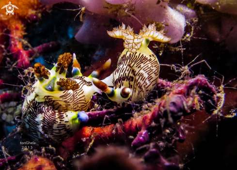 A Nudibranch