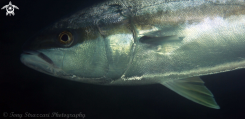 A Yellow-tail kingfish