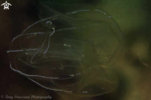 A Comb jelly