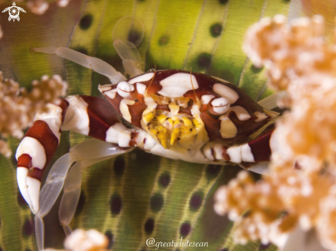 A Lissocarcinus laevis | Red and white harlequin crab