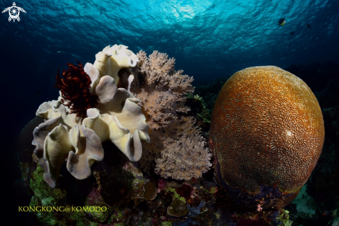 A Brain Coral