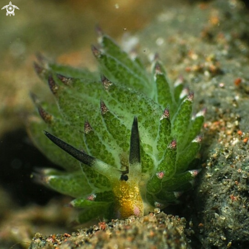 A Shaun the sheep nudi