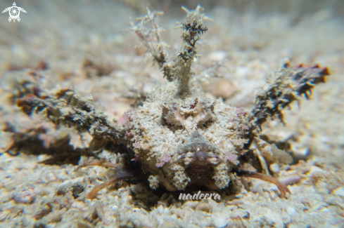 A Spiny Devilfish