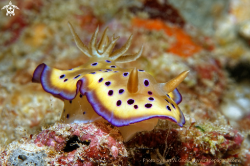 A Nudibranche