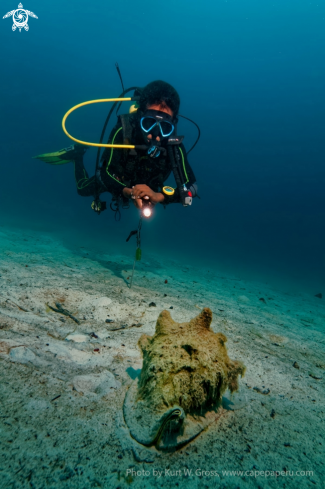 A Helmet Shell