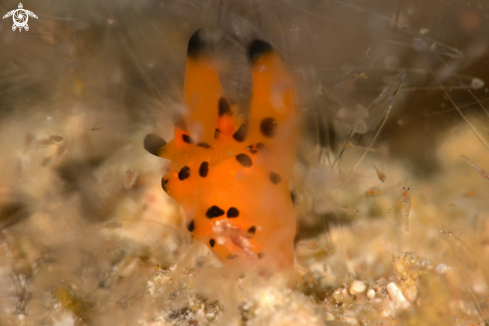 A Nudibranch