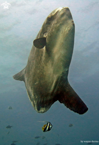 A Oceanic Sunfish 