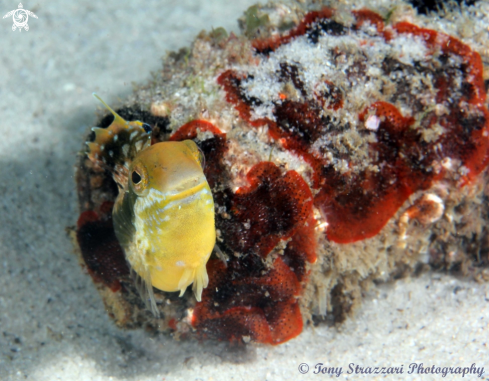 A Brown Sabretooth blenny