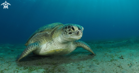 A Green Turtle