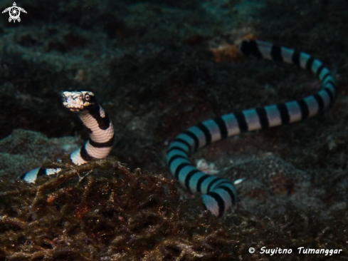 A Sea Krait