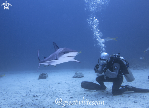 A Carcharhinus Perezi | Caribbean Reef Shark