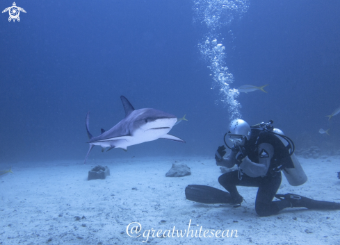 A Caribbean Reef Shark