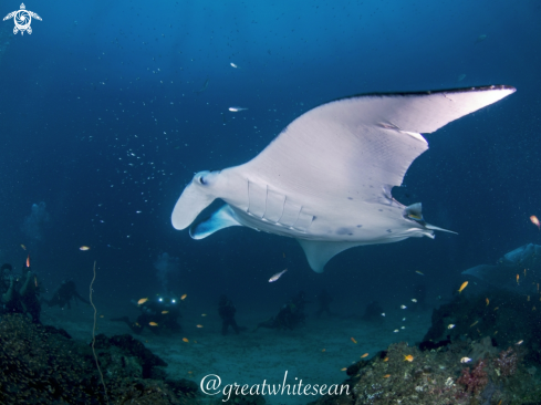 A Manta Alfredi | Manta Ray and divers