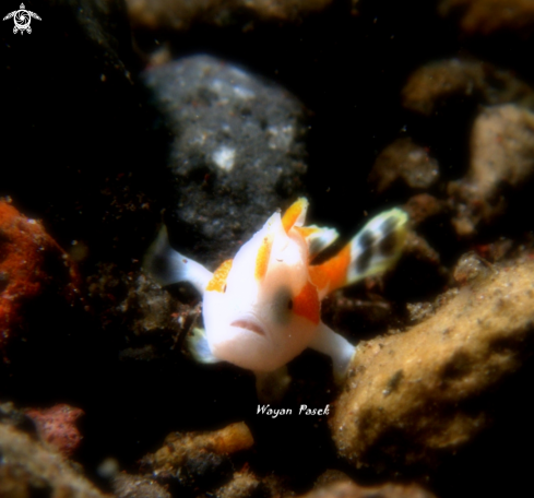 A Frogfish