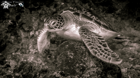 A Hawk's Bill Turtle