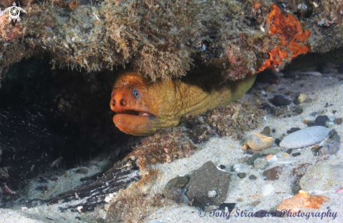 A Giant moray