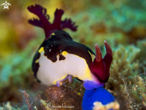 A Nudibranch