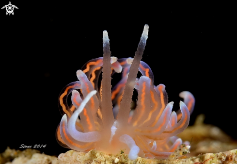 A Nudi