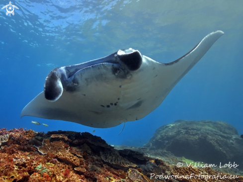 A Manta Ray