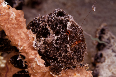 A Antennarius maculatus | Angler Fisch, Froggfish