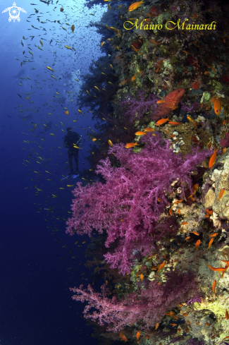 A Red sea reef