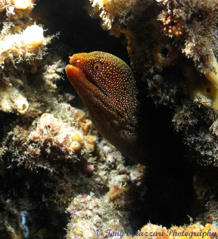 A Abbott's moray