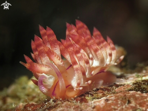 A Flabellina nudibranch