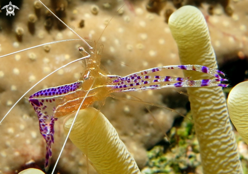 A Cleaner Shrimp