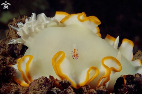 A Nudi v emperor shrimp