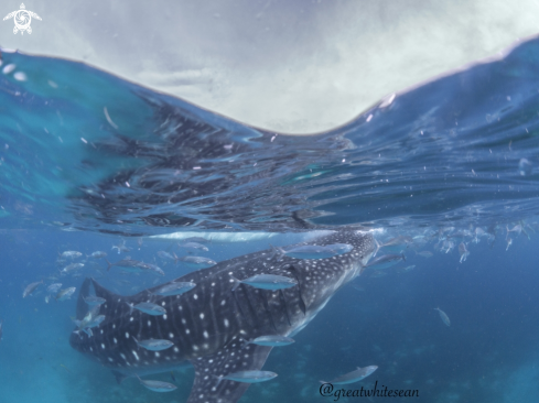 A Whale Shark