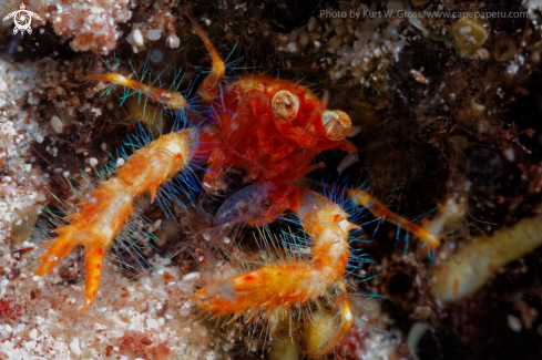 A Mundia olivarae | Squad Lobster