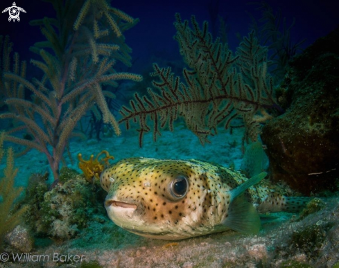 A Tetraodontidae | Puffer