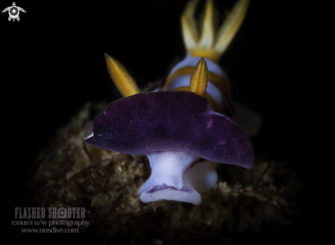 A Nudibranch