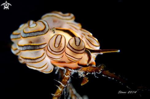 A Nudi