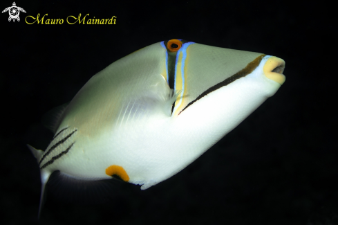 A Picasso triggerfish