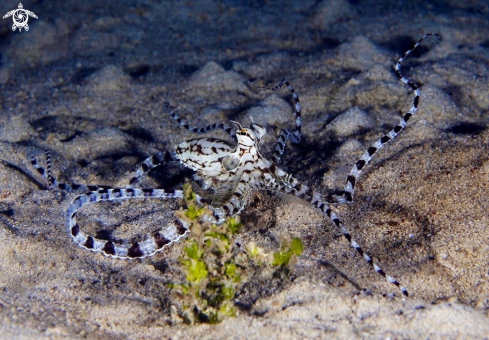 A Mimic octopus