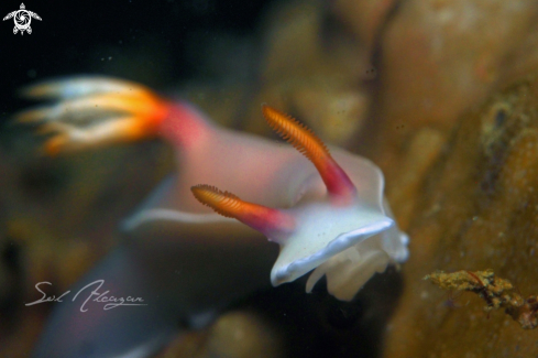 A Nudibranch