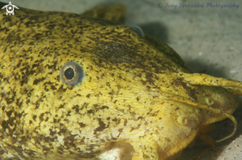 A Estuarine Catfish