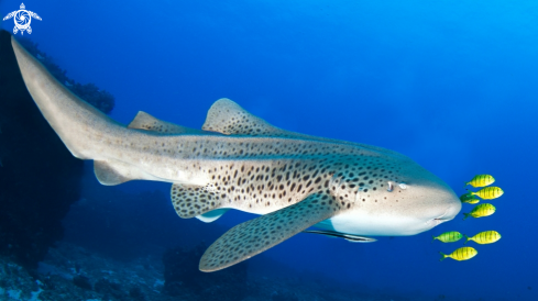 A Leopard shark