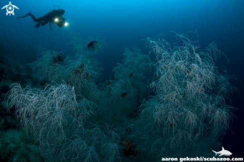 A Black coral