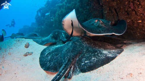 A Blotched fantail rays