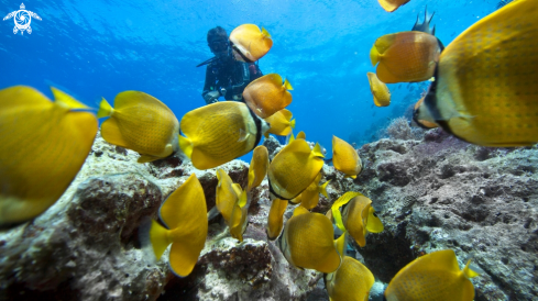 A Butterflyfish