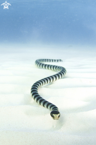 A Seasnake